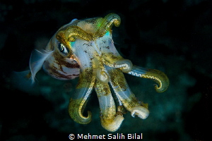 Cuttlefish. by Mehmet Salih Bilal 
